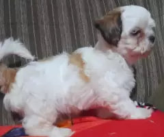 Lindo filhote shitzu machinho