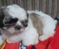 Lindo filhote shitzu machinho