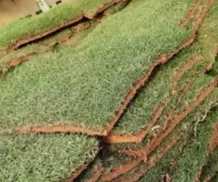 Gramas Terra Preta e Pedras