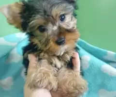 Belo machinho de Yorkshire