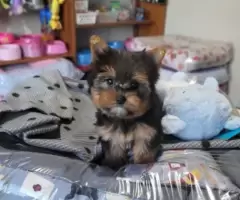 Yorkshire machinhos, valor imperdível! Educados,Vacinados, Pais com pedigree!